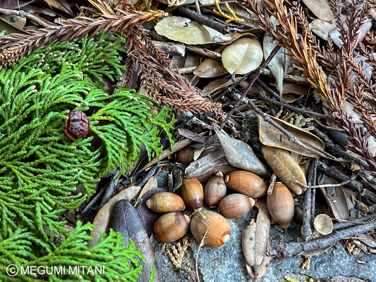 ウバメガシのどんぐり(c)Megumi Mitani