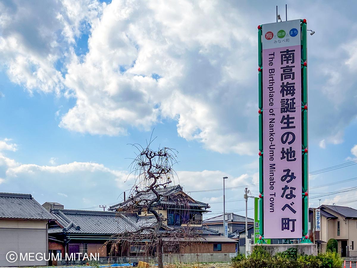 南高梅誕生の地「みなべ町」(c)Megumi Mitani