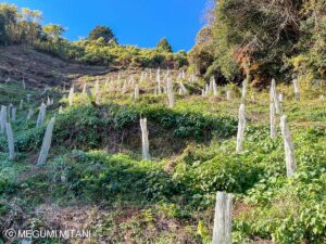 みなべ町ウバメガシ植林(c)Megumi Mitani