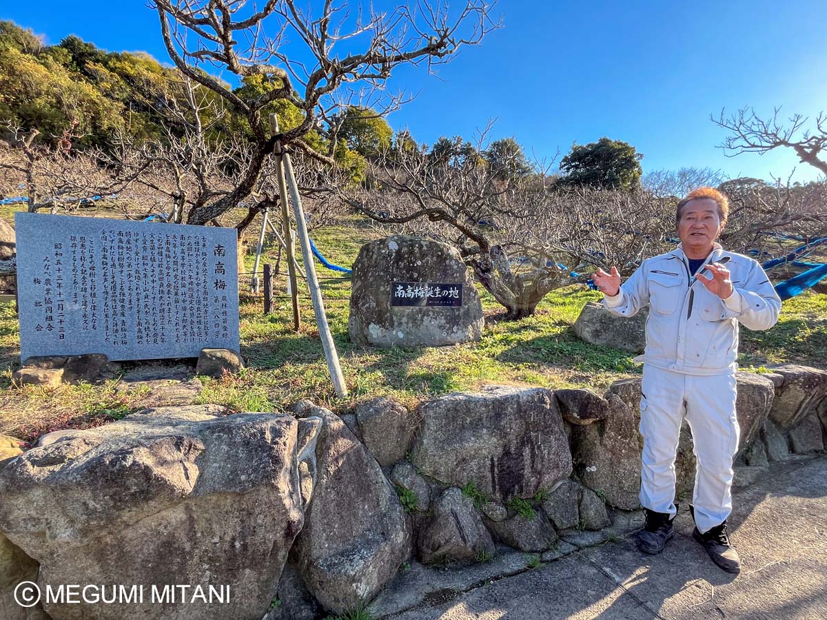 南高梅の母樹 樹齢128年@高田果園(c)Megumi Mitani