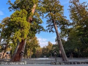 伊勢神宮「外宮」古殿地(c)Megumi Mitani