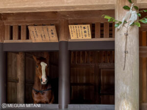 伊勢神宮「内宮」御馬の本勇号(c)Megumi Mitani