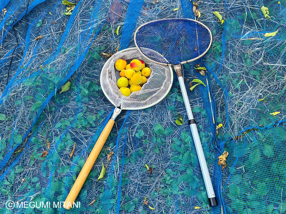 南高梅収穫のお手伝い(c)Megumi Mitani