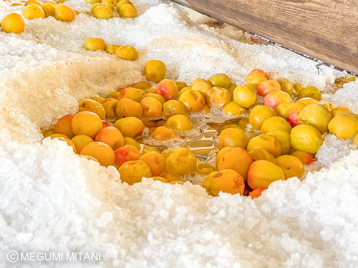 梅酢が上がってきた様子(c)Megumi Mitani