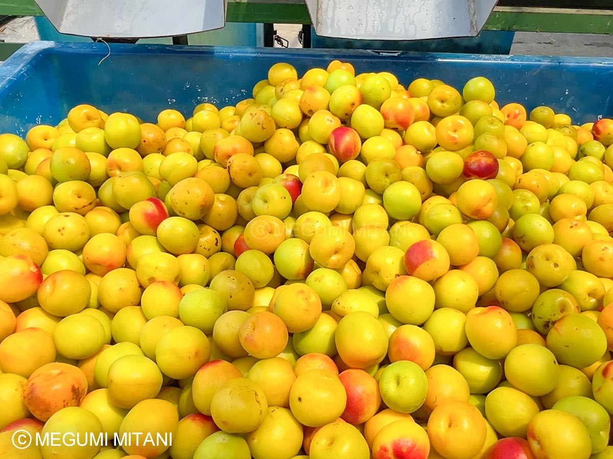 みなべ町の南高梅(c)Megumi Mitani