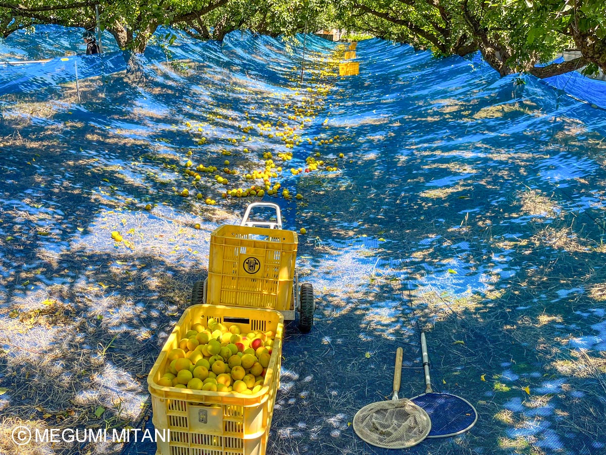 南高梅の収穫ボランティア(c)Megumi Mitani