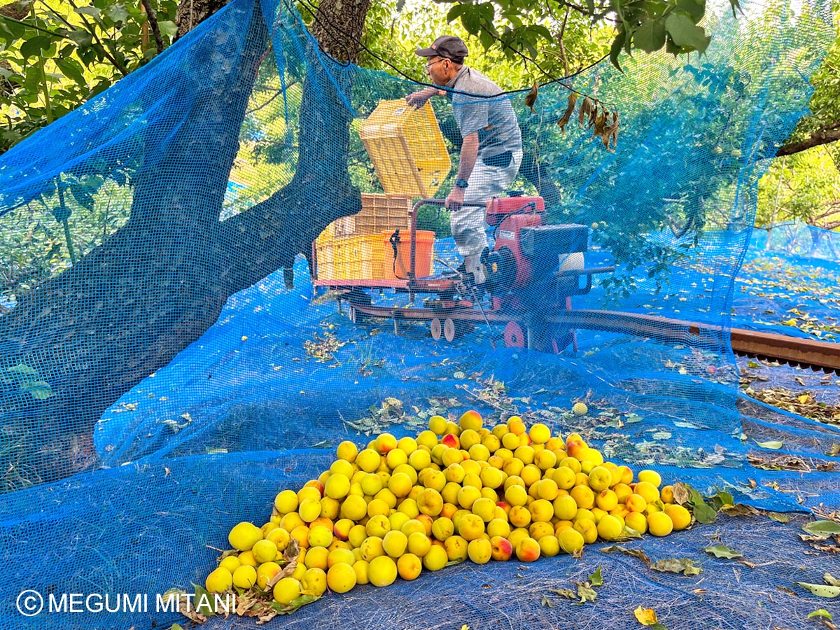 梅農家さんのお手伝い(c)Megumi Mitani