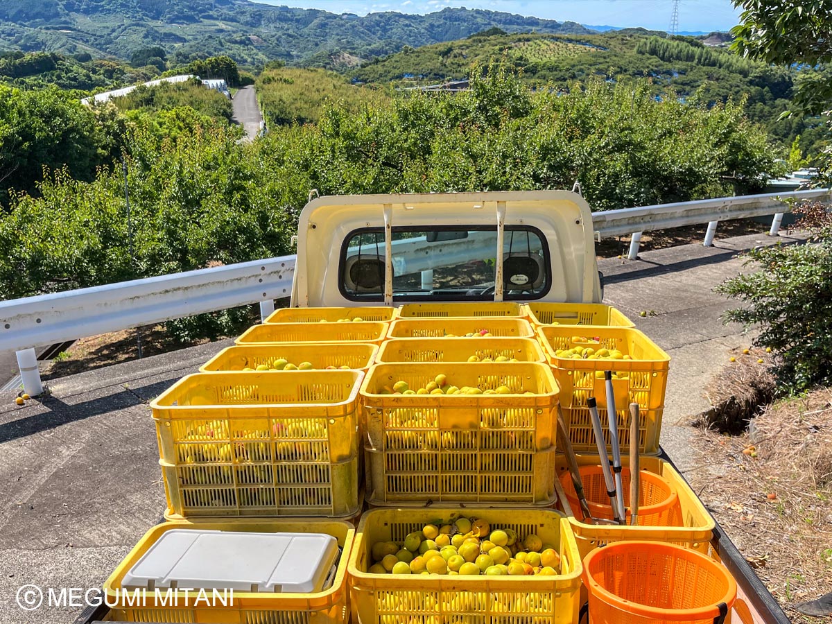 南高梅収穫お手伝い(c)Megumi Mitani