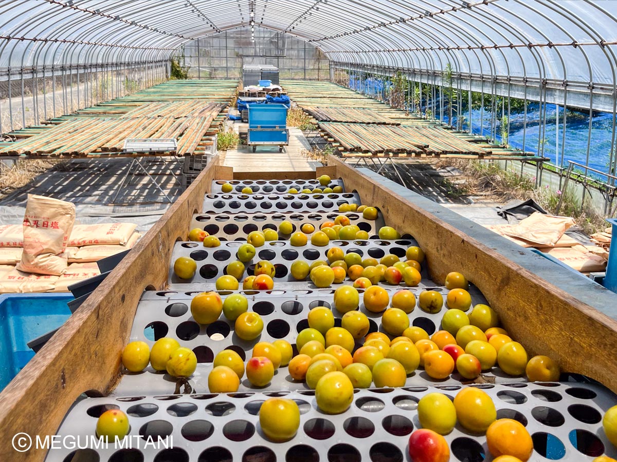 南高梅選果(c)Megumi Mitani