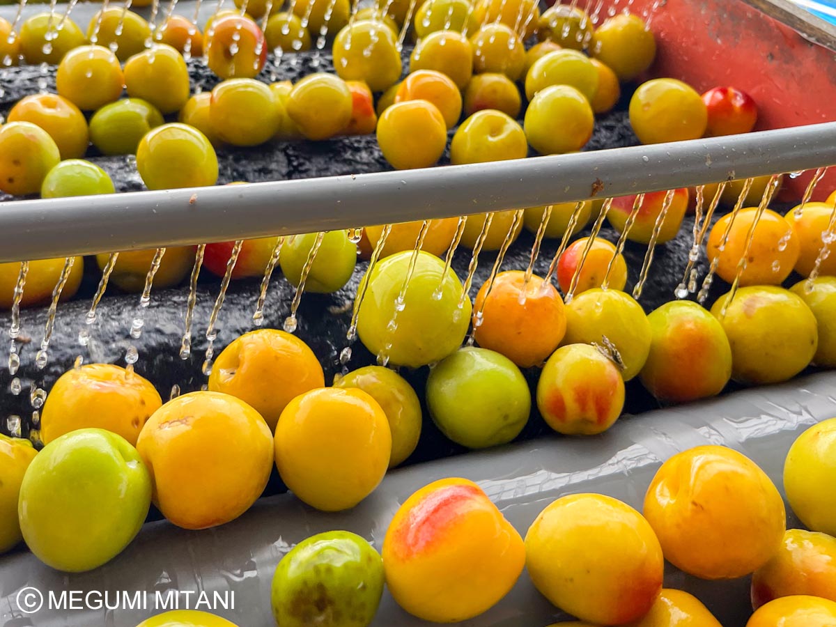 南高梅の選別作業(c)Megumi Mitani