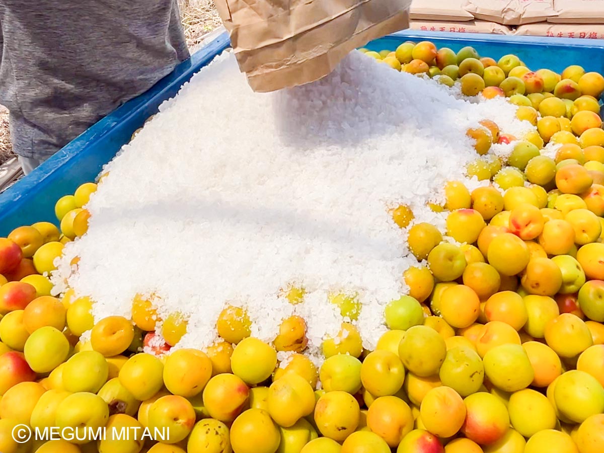 南高梅の梅干し作り(c)Megumi Mitani