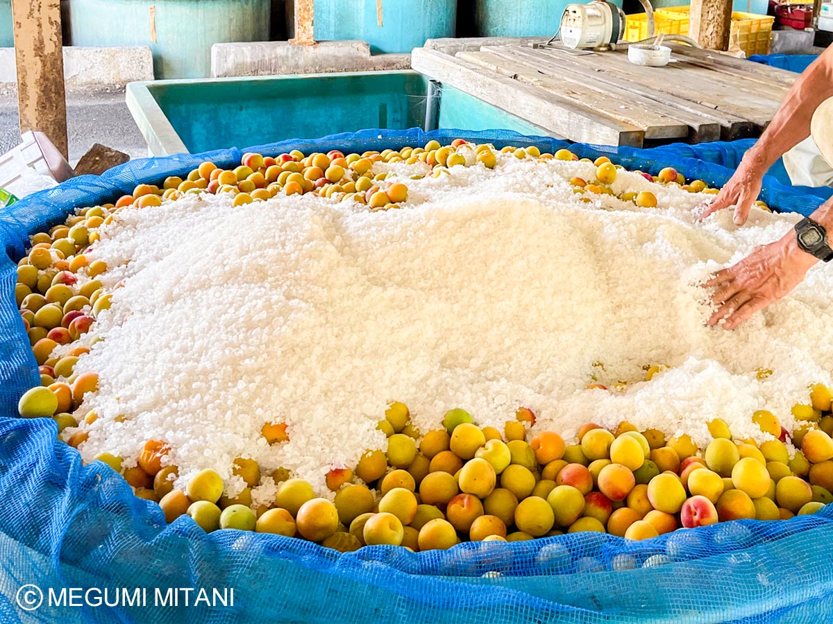 梅農家さんが作る南高梅の梅干し(c)Megumi Mitani