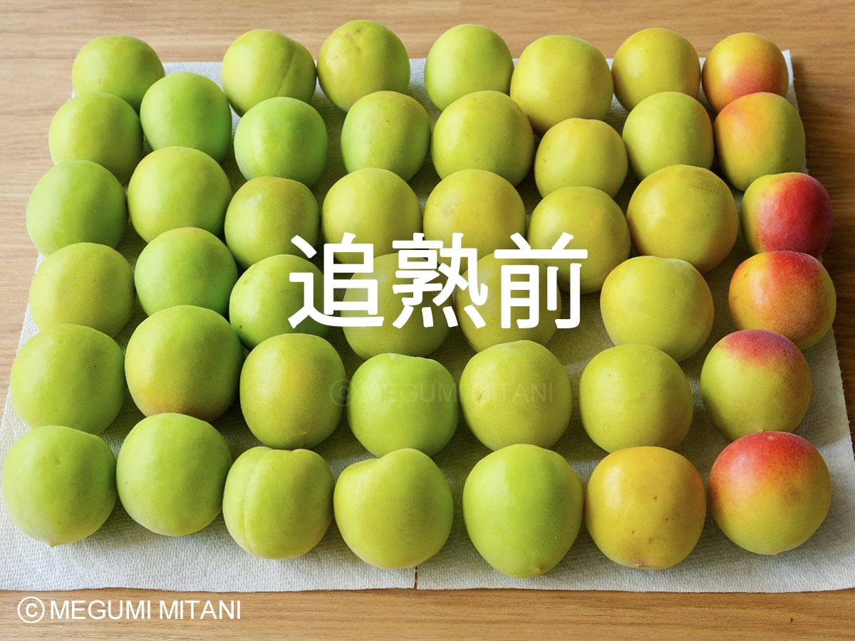 追熟前の青梅(c)Megumi Mitani