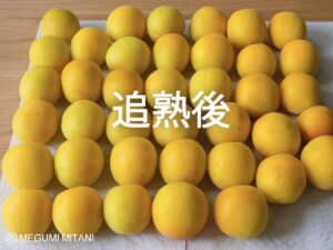 追熟後の完熟梅(c)Megumi Mitani