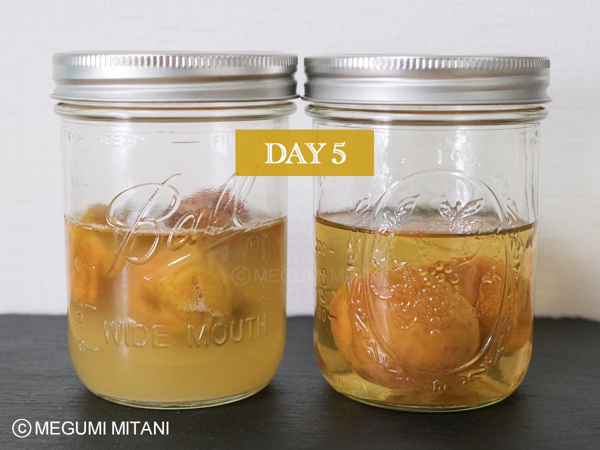 梅酵母液5日目(c)Megumi Mitani