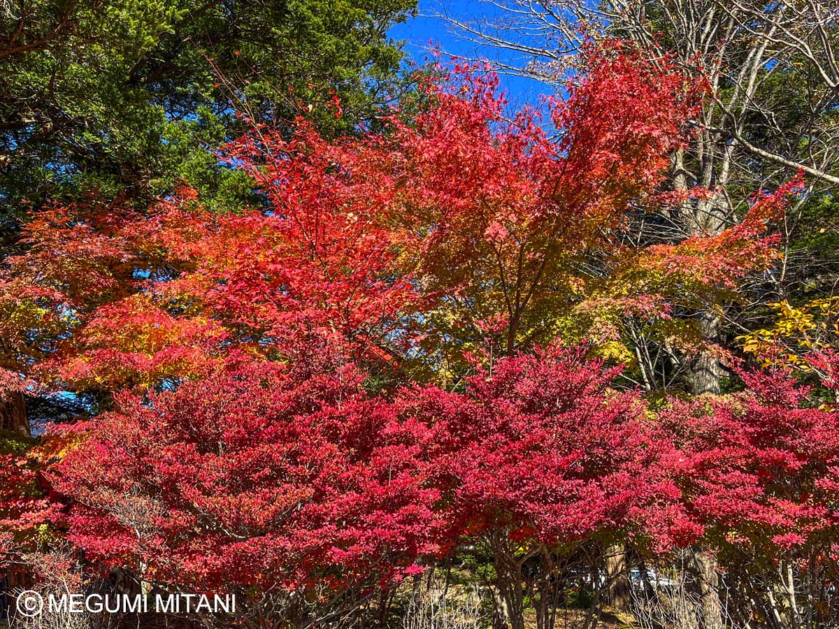 赤城神社の紅葉(c)Megumi Mitani