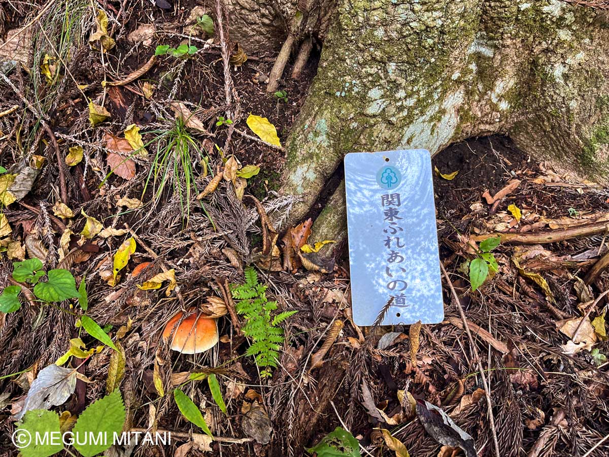 関東ふれあいの道「榛名湖へのみち」(c)Megumi Mitani