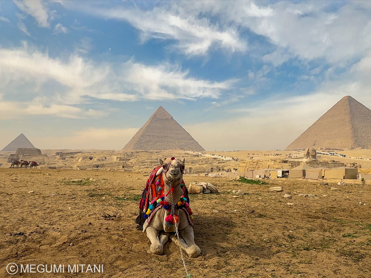 Giza Pyramids Camel(c)Megumi Mitani