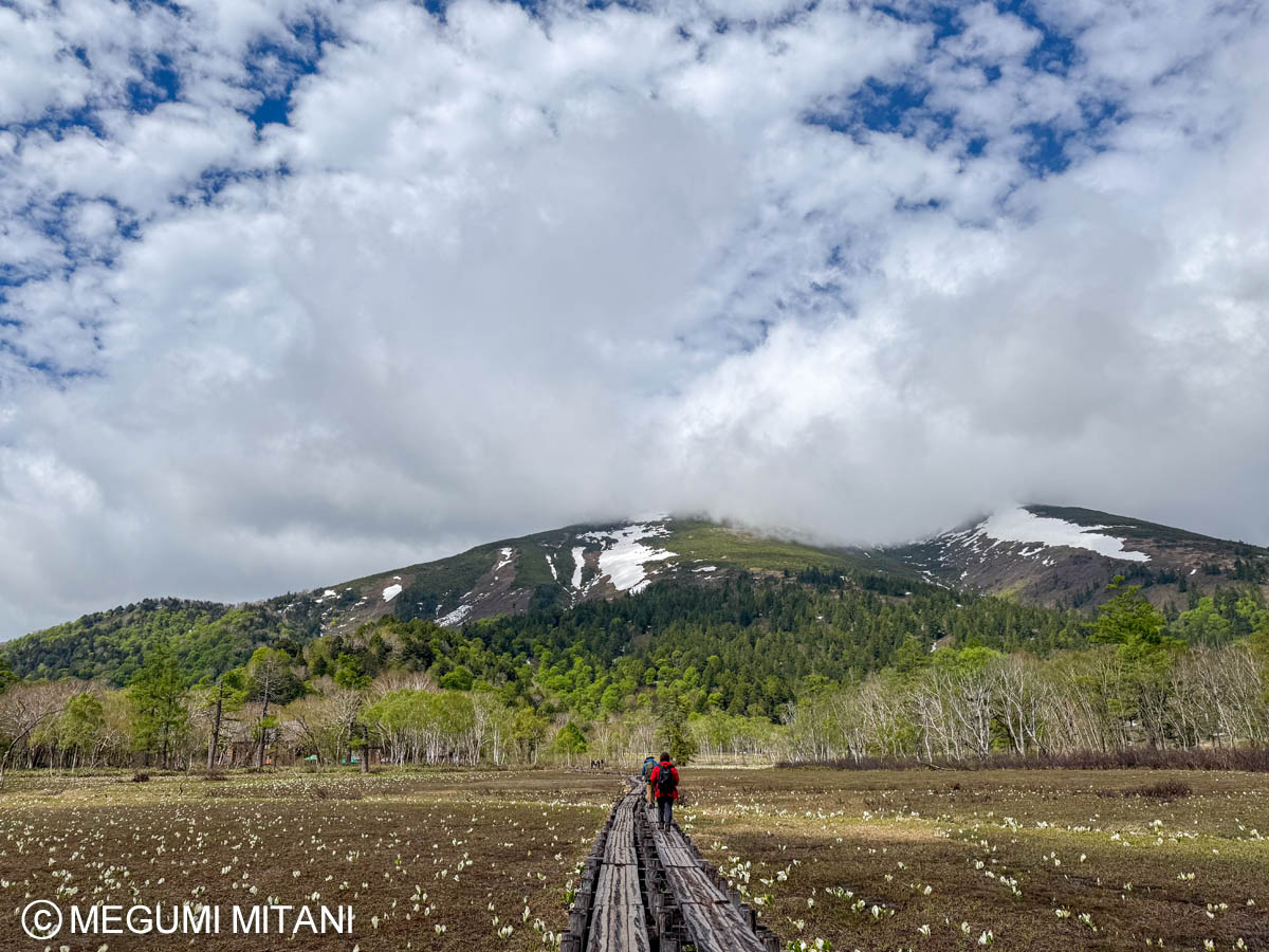 尾瀬の水芭蕉ハイキング(c)Megumi Mitani