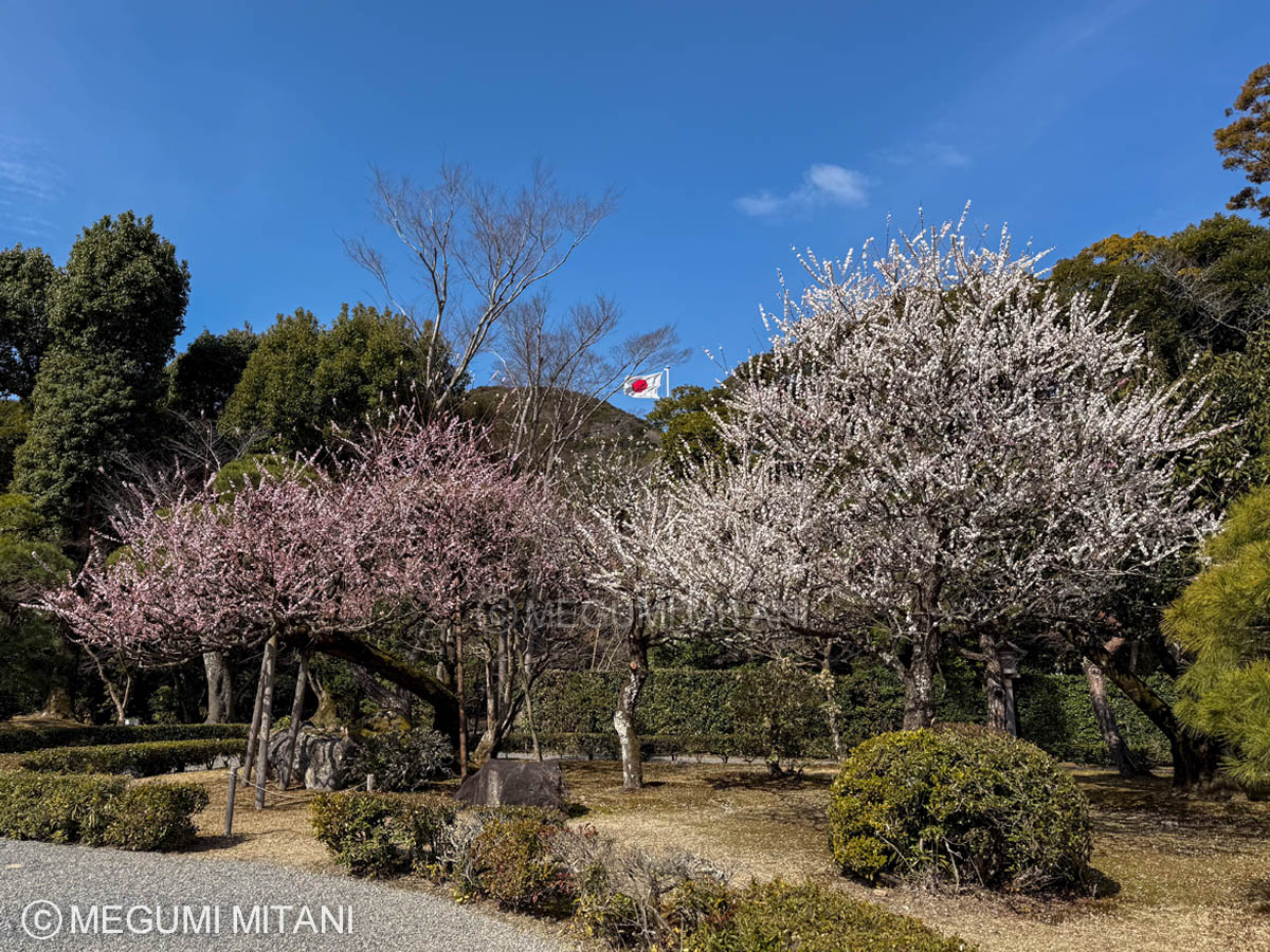 伊勢神宮・外宮の梅(c)Megumi Mitani