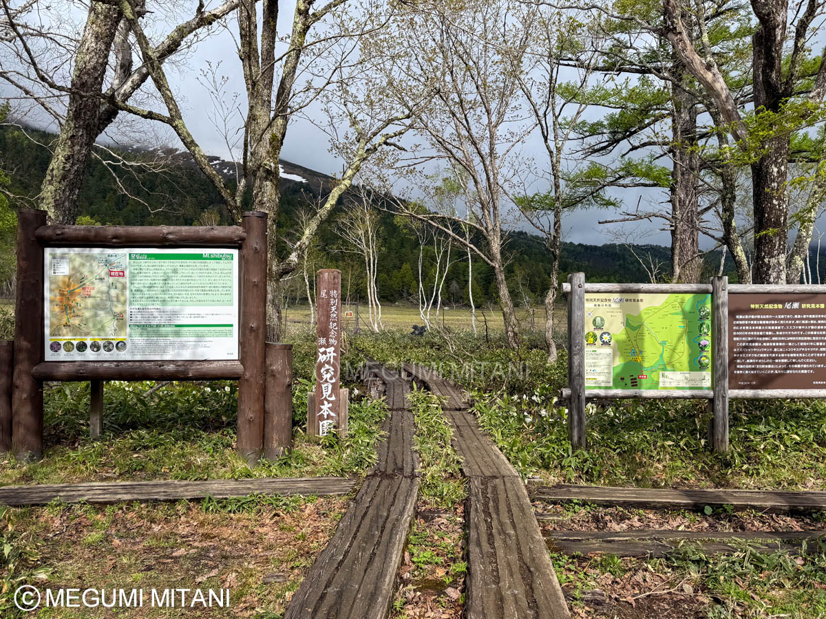 尾瀬の研究見本園(c)Megumi Mitani